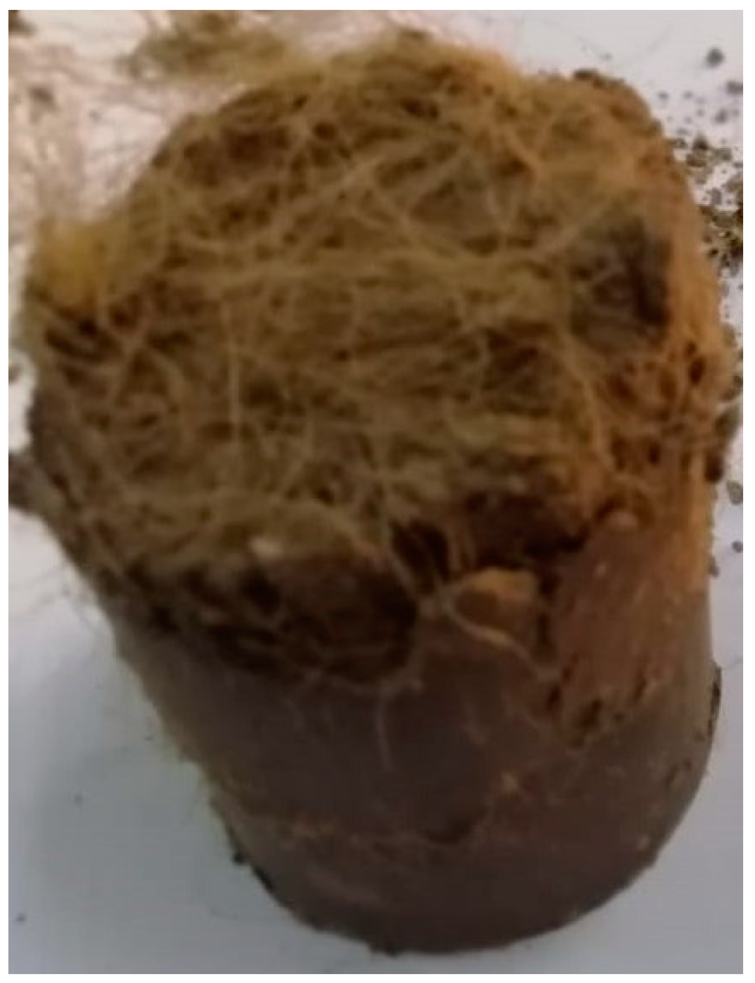 Sustainability 15 15871 g007