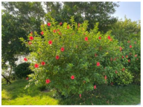 Sustainability 16 00505 i020