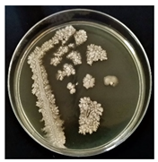 Sustainability 16 00563 i003