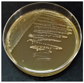 Sustainability 16 00563 i007