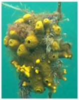 Sustainability 16 01066 i001