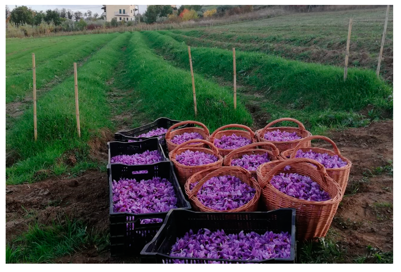 Sustainability 16 01179 g001b