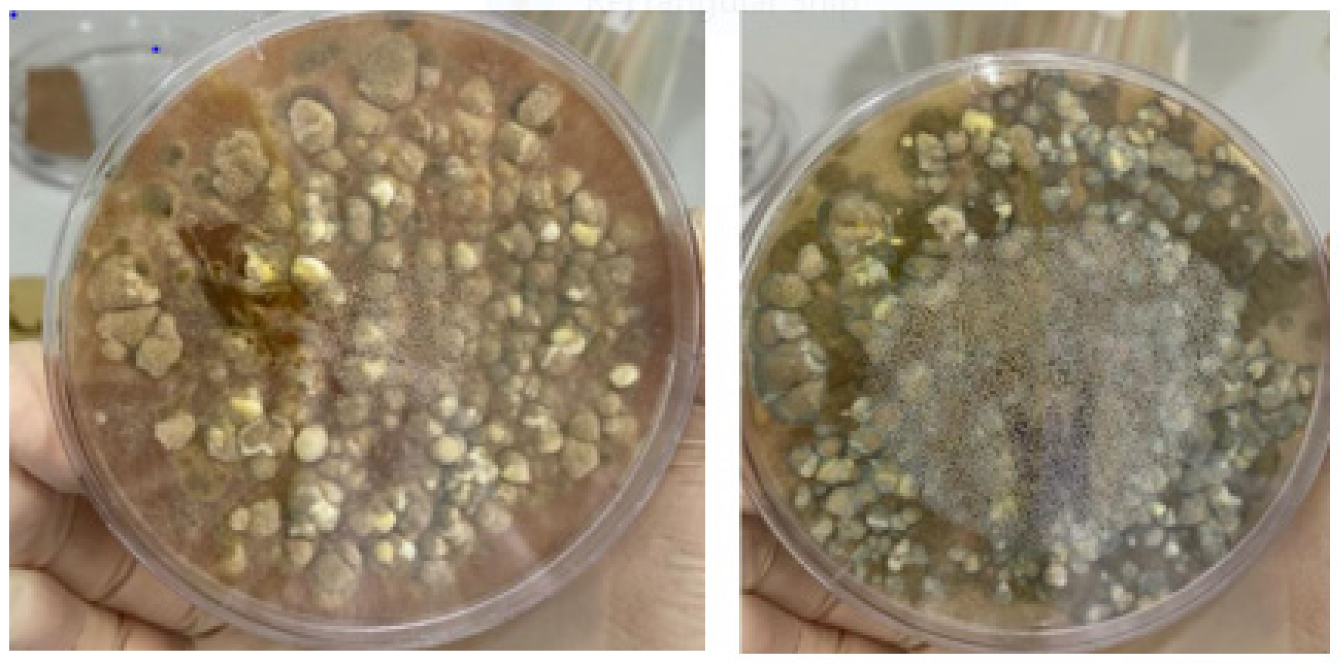 Sustainability 16 01294 g001 Sustainability 16 01294 g001