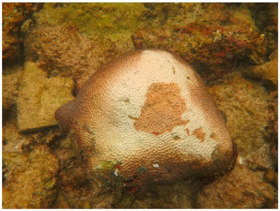 Sustainability 16 01506 g0a12