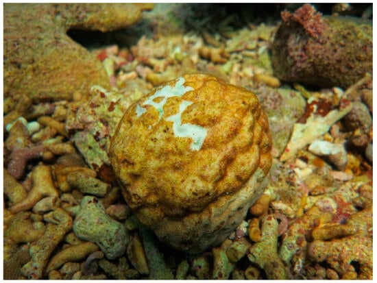 Sustainability 16 01506 g0a15