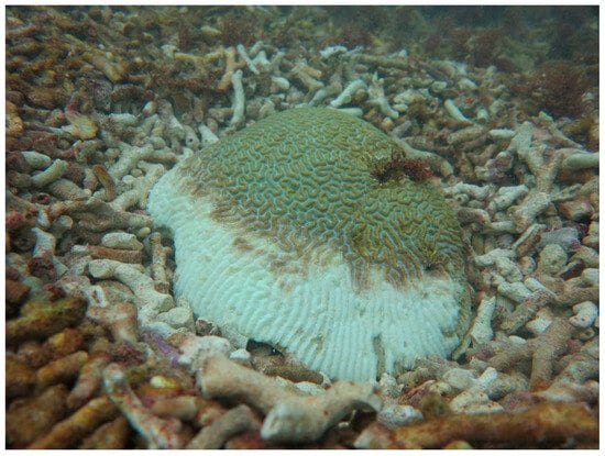 Sustainability 16 01506 g0a22