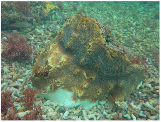 Sustainability 16 01506 g0a23