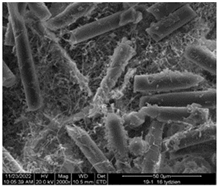 Sustainability 16 01555 i008