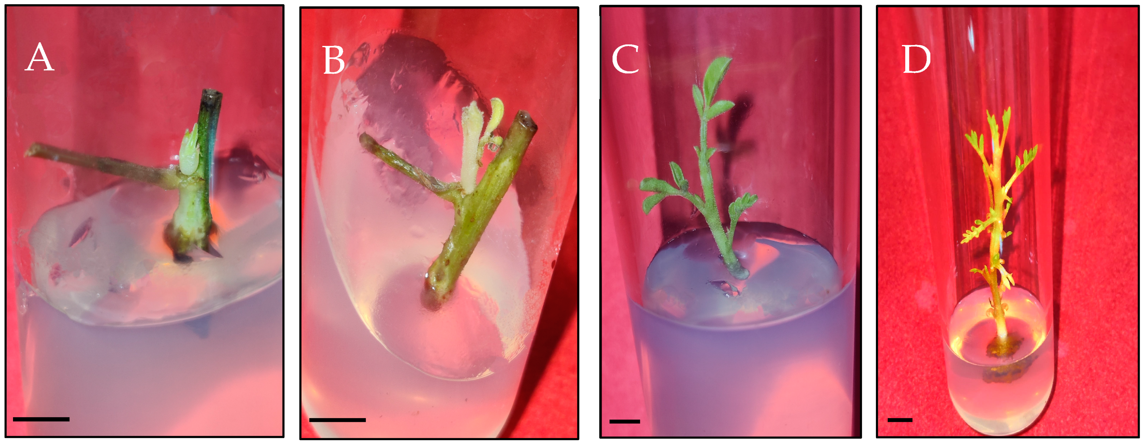 Sustainability 16 01613 g002