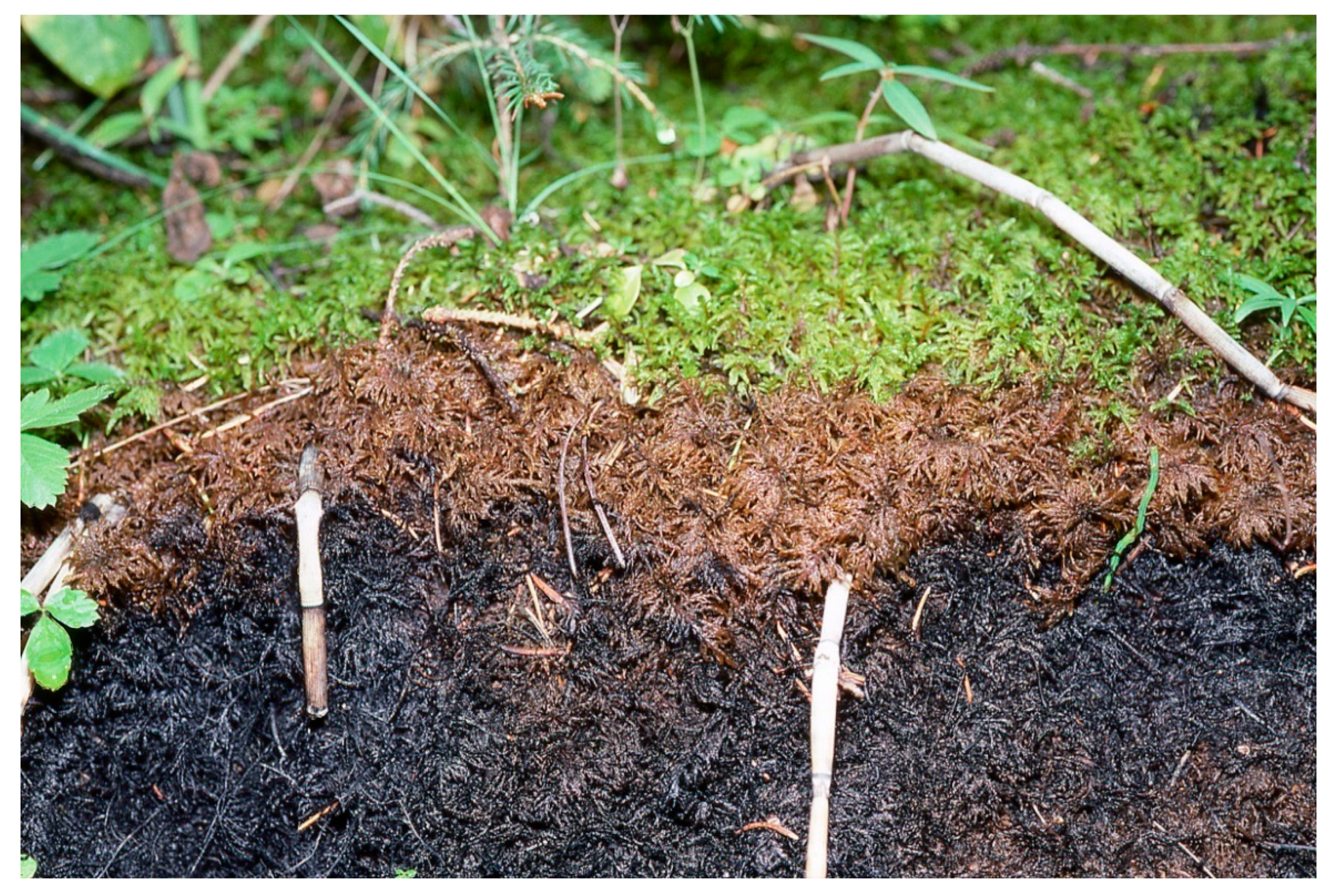 Sustainability 16 02359 g007 Sustainability 16 02359 g007