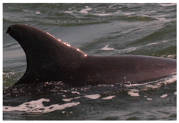 Sustainability 16 04260 i002