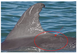 Sustainability 16 04260 i003