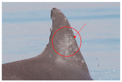 Sustainability 16 04260 i005