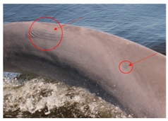 Sustainability 16 04260 i006