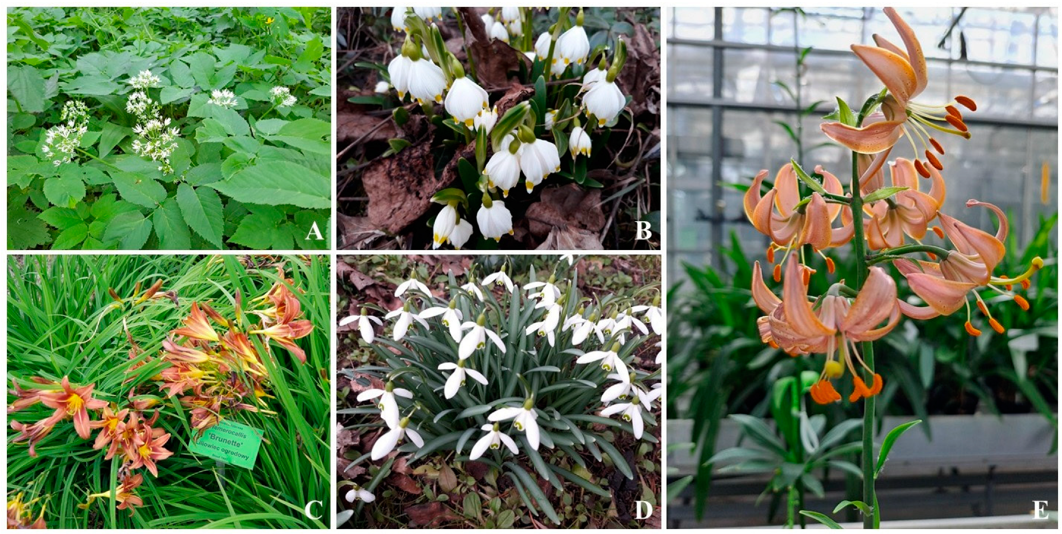 Sustainability 16 05375 g002