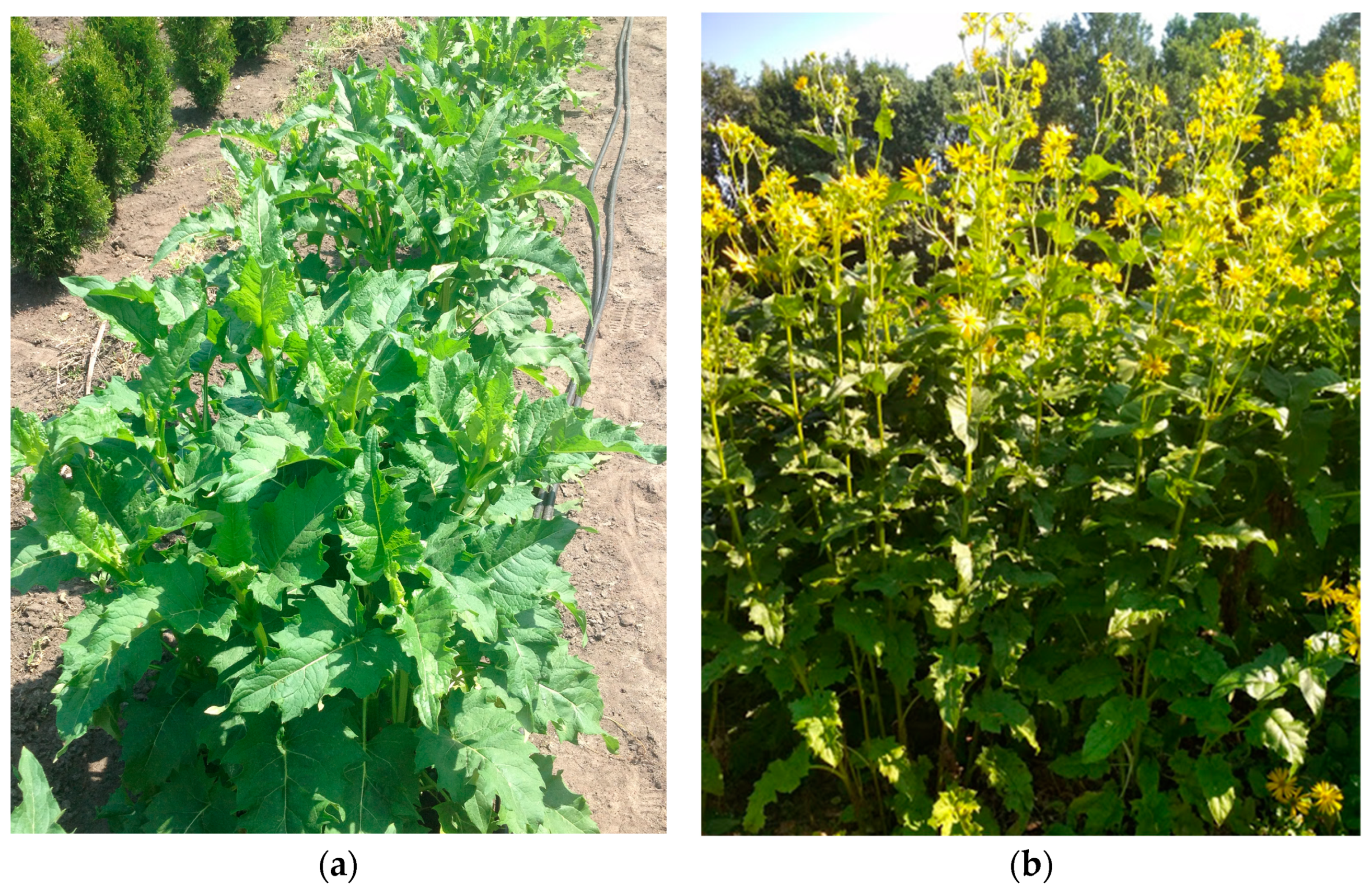 Sustainability 16 05451 g002