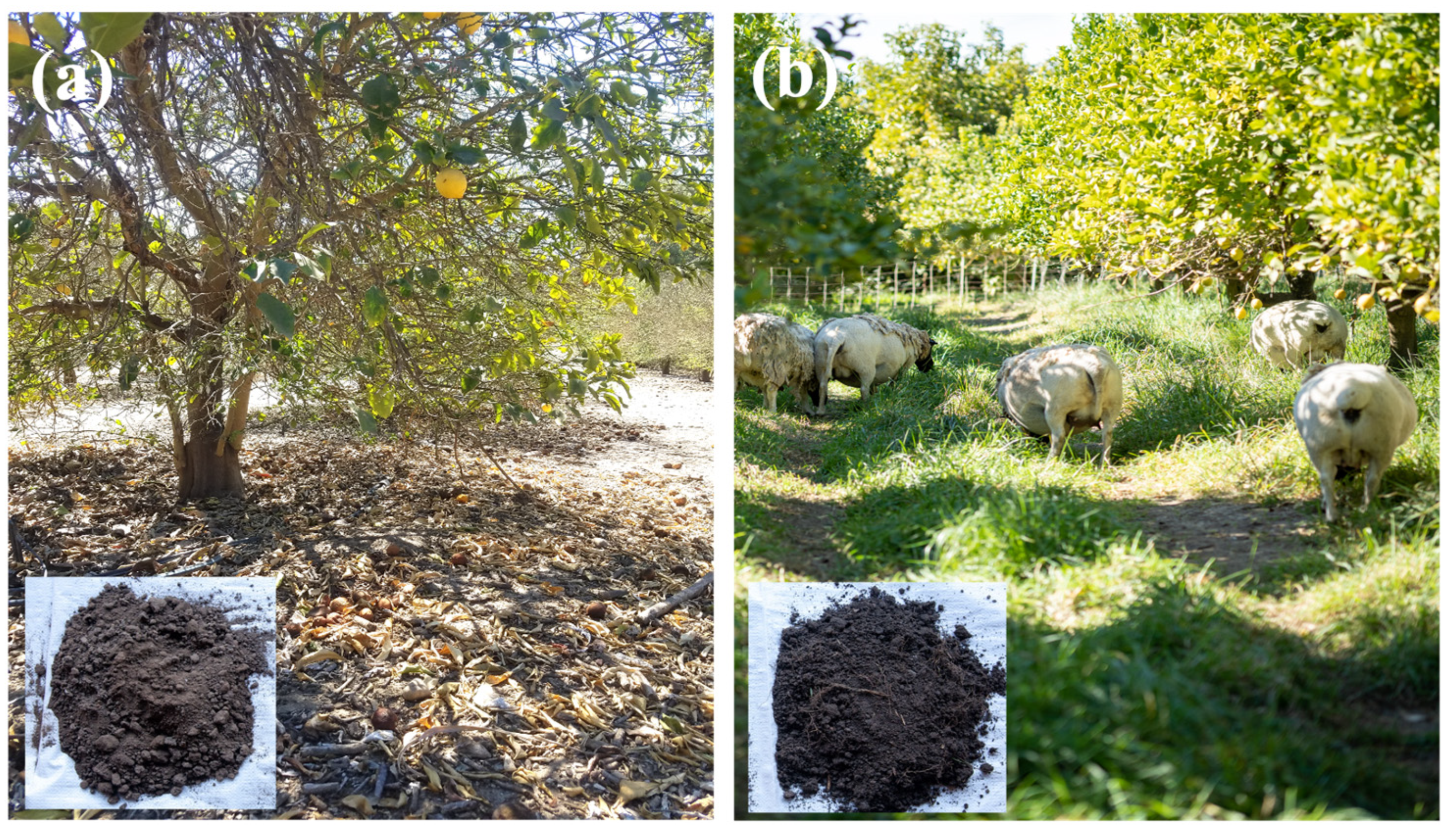 Sustainability 16 05509 g001