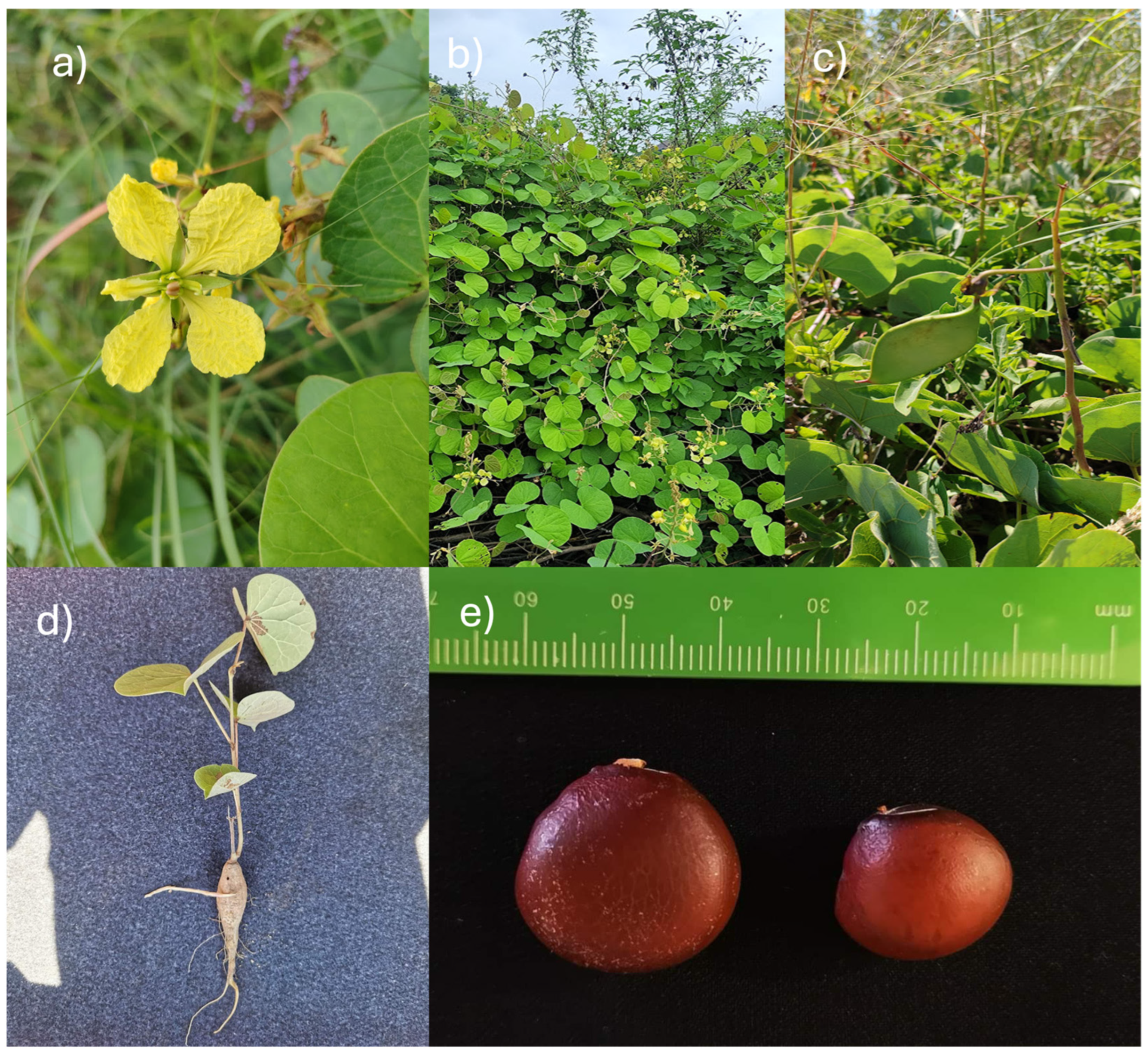 Sustainability 16 06046 g001