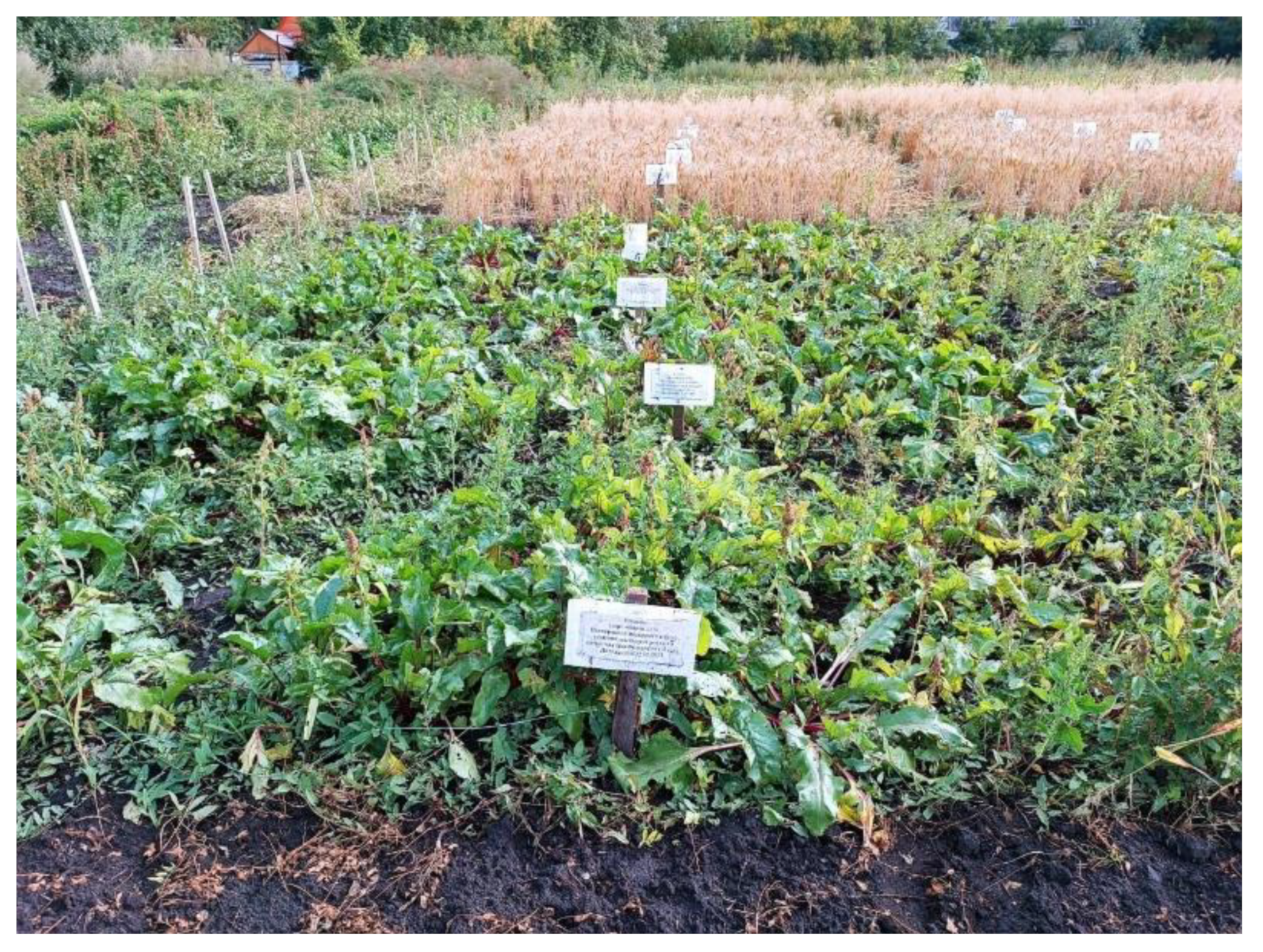 Sustainability 16 06192 g001