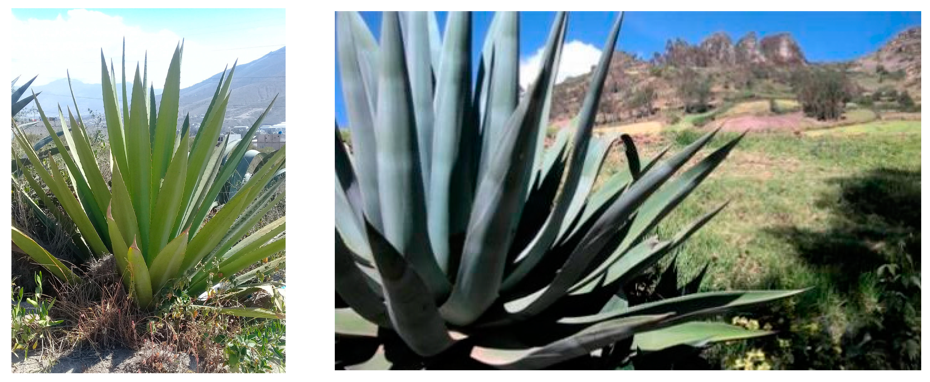 Sustainability 16 06204 g002