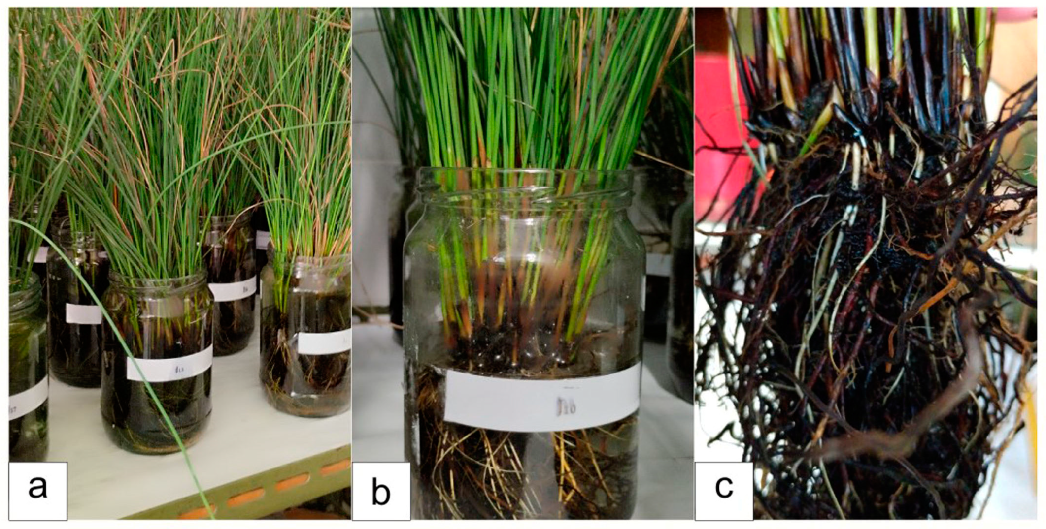 Sustainability 16 06467 g007