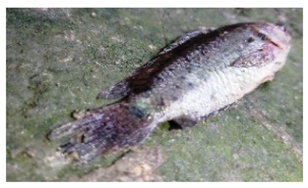 Sustainability 16 07933 i001