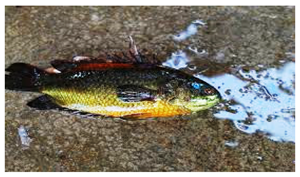 Sustainability 16 07933 i002