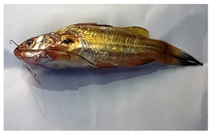 Sustainability 16 07933 i003