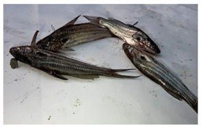 Sustainability 16 07933 i004