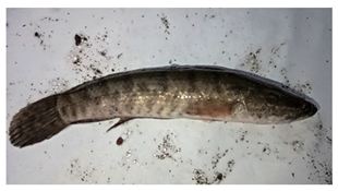 Sustainability 16 07933 i005