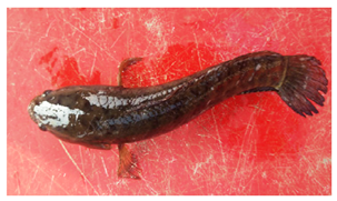 Sustainability 16 07933 i006