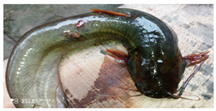 Sustainability 16 07933 i007