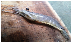 Sustainability 16 07933 i010