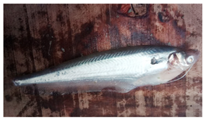 Sustainability 16 07933 i014