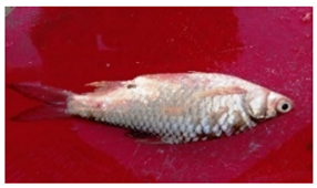 Sustainability 16 07933 i016