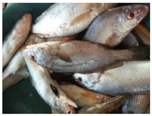 Sustainability 16 07933 i017