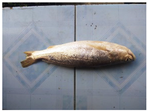 Sustainability 16 07933 i019