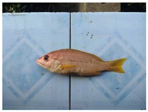 Sustainability 16 07933 i021