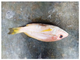 Sustainability 16 07933 i022