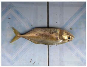 Sustainability 16 07933 i023