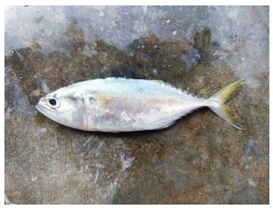 Sustainability 16 07933 i024