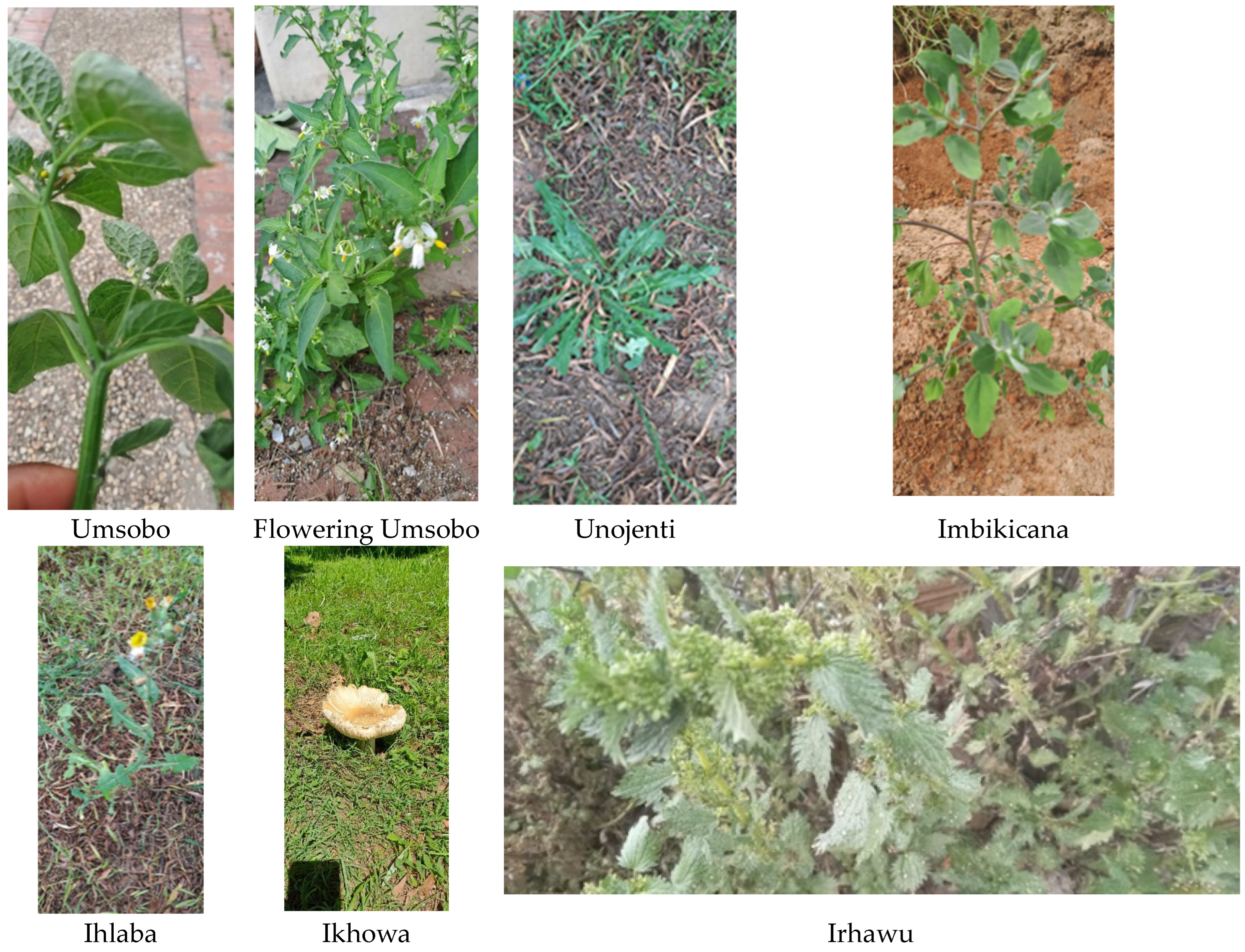 Sustainability 16 08392 g001