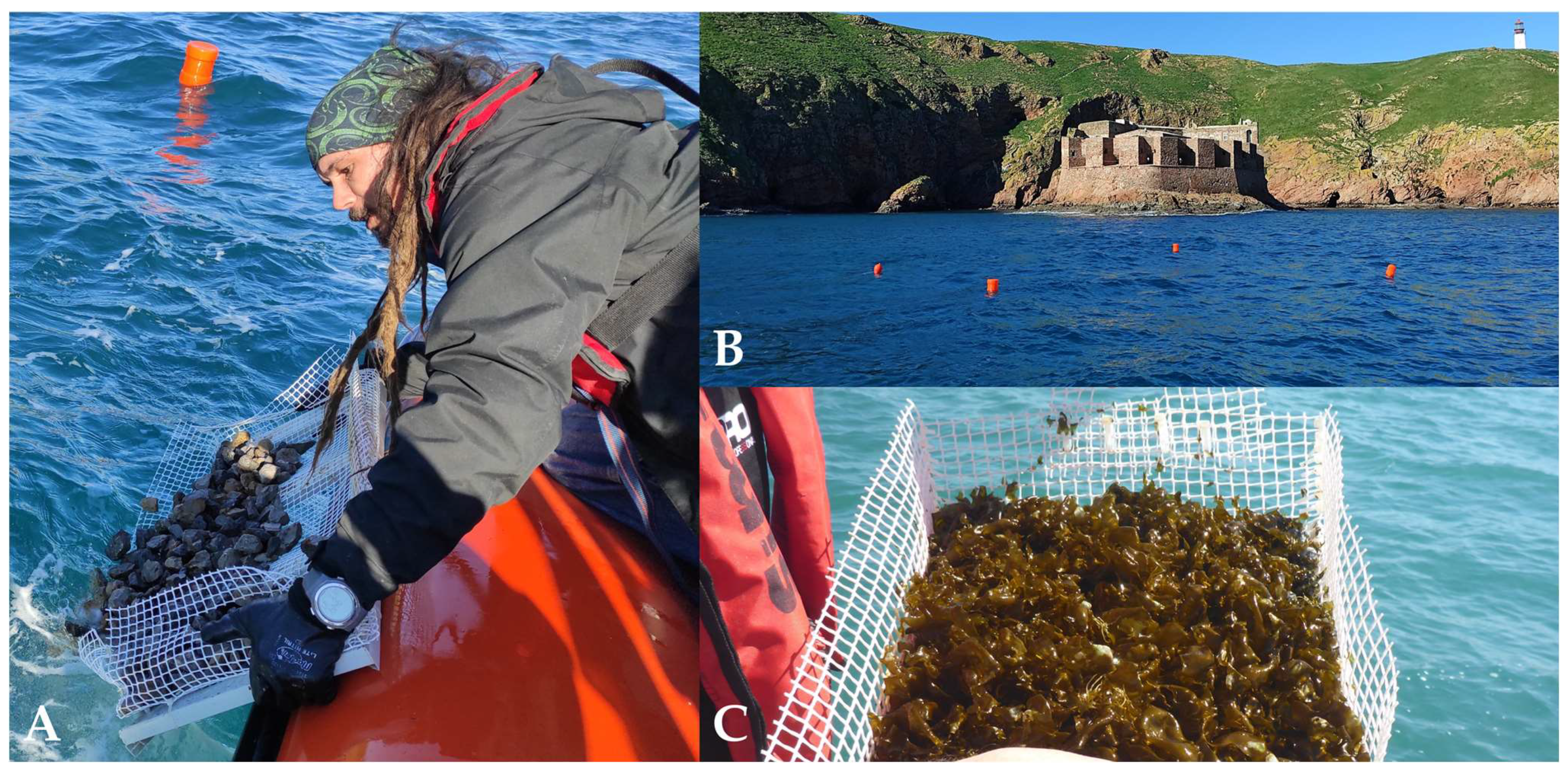 Sustainability 16 09176 g002