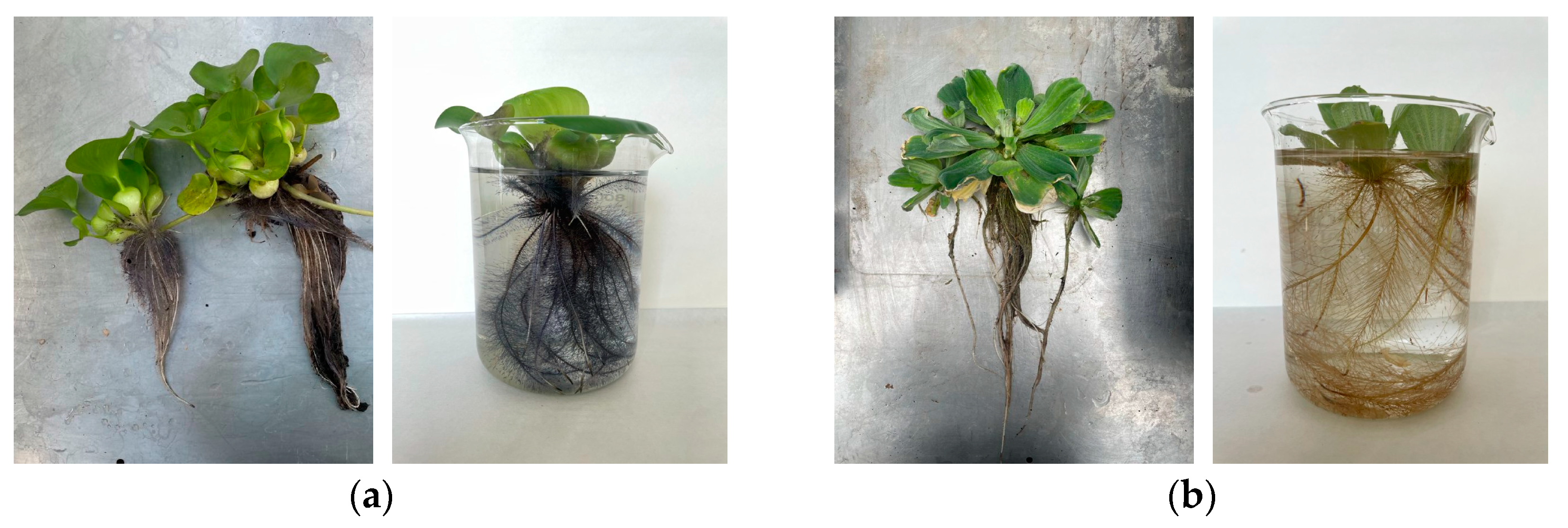 Sustainability 16 09288 g001