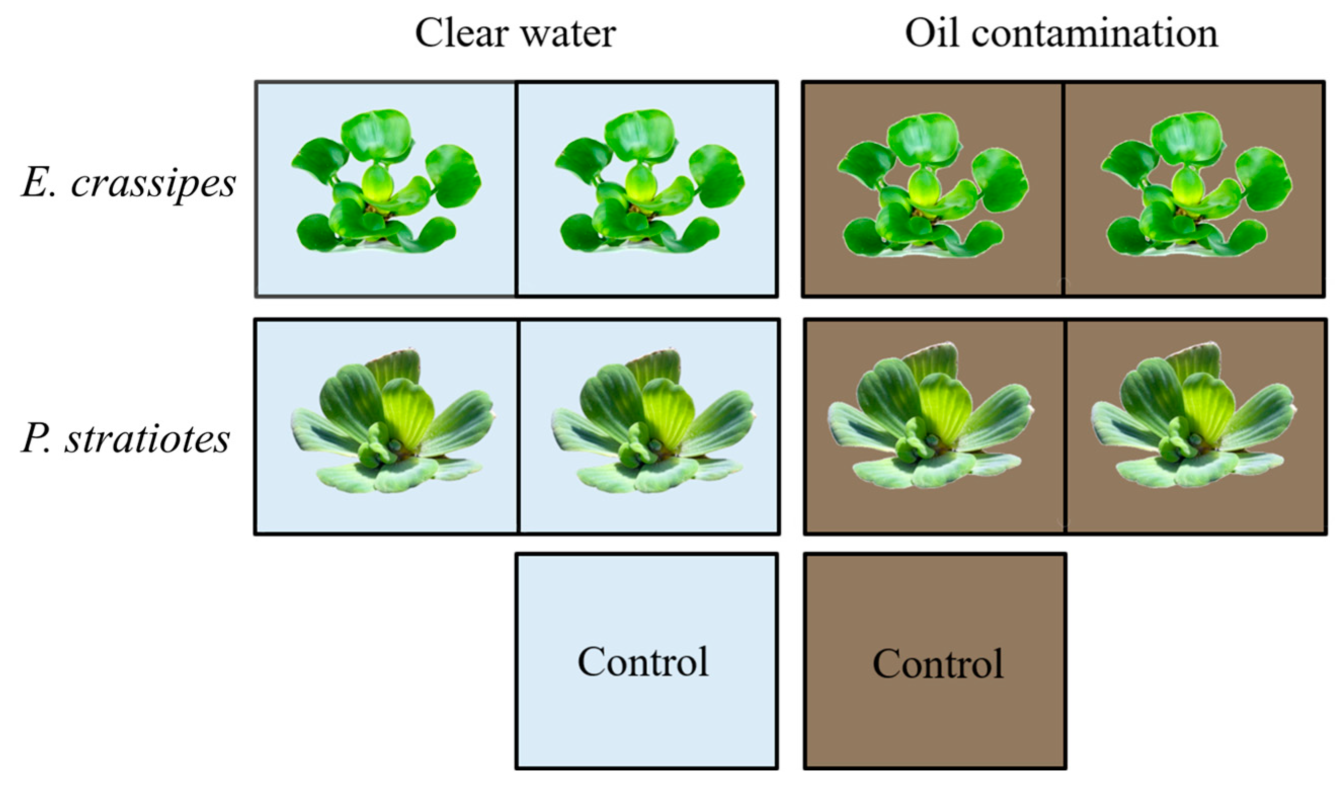 Sustainability 16 09288 g002