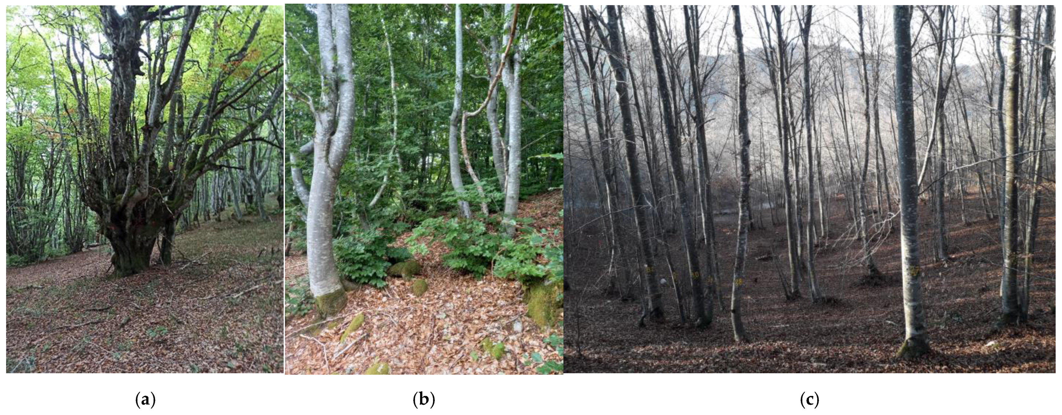 Sustainability 16 09340 g001