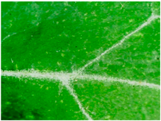 Sustainability 16 10556 i007