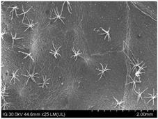 Sustainability 16 10556 i008