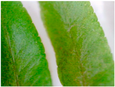 Sustainability 16 10556 i013