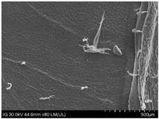 Sustainability 16 10556 i015